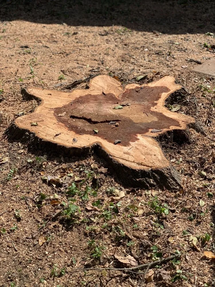 Trusted landscape design in Austin, TX - Robert's Tree Service