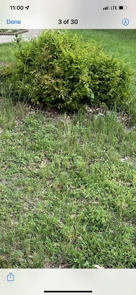 Trusted landscape installation near you in Austin, TX by Robert's Tree Service