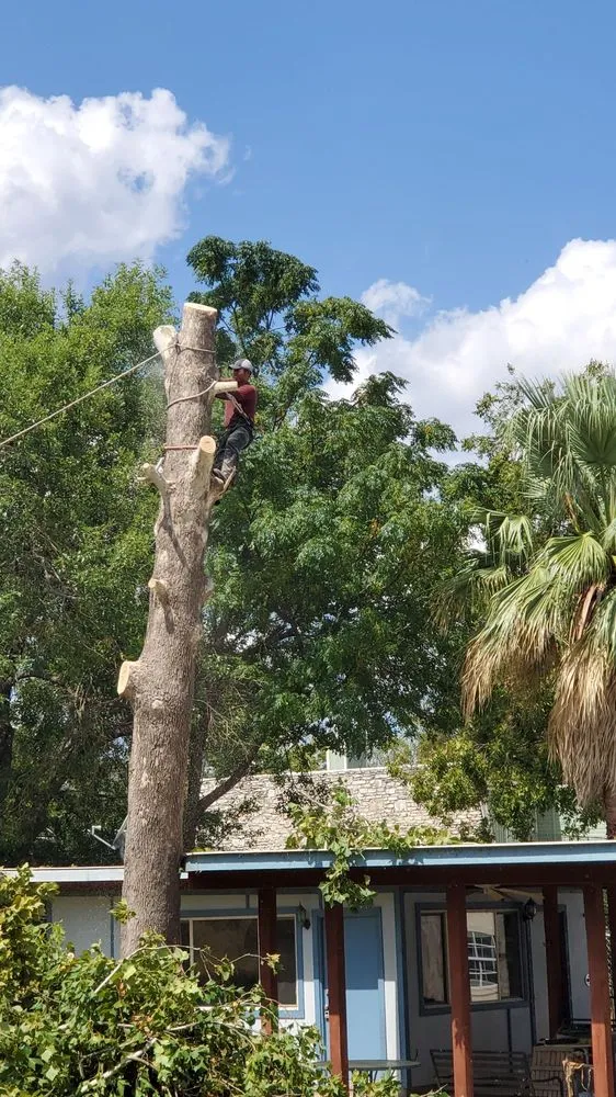 Trusted yard cleanup service for outdoor upgrades across Austin, TX - Robert's Tree Service