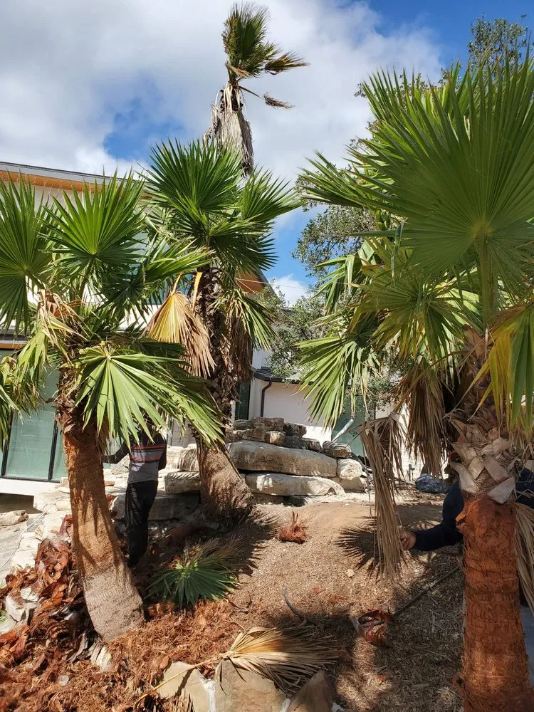 Expert landscape design for beautiful yards across Austin, TX - Robert's Tree Service