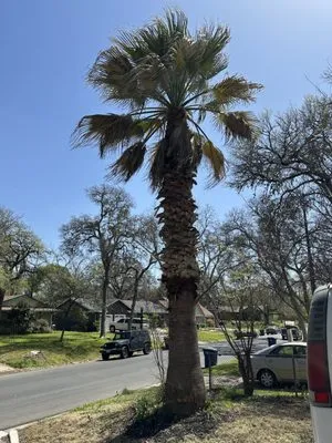 Robert's Tree Service Logo