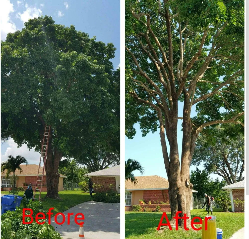 Expert yard cleanup service experts serving Loxahatchee, FL - Robert's Tree Works