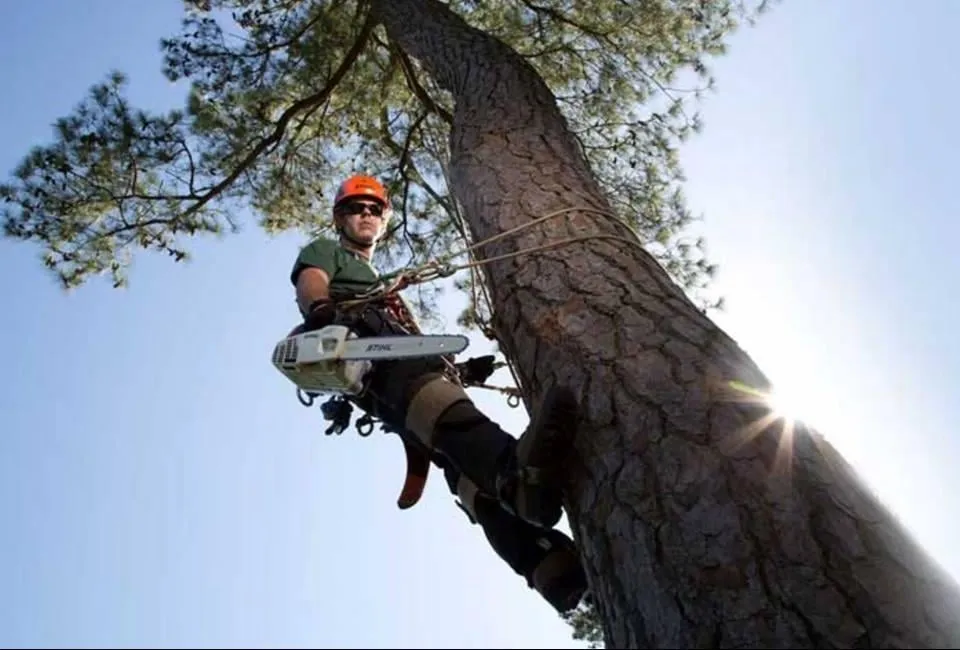 Reliable outdoor landscaping experts serving Loxahatchee, FL - Robert's Tree Works