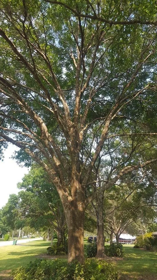 Reliable landscaping services in Loxahatchee, FL - Robert's Tree Works