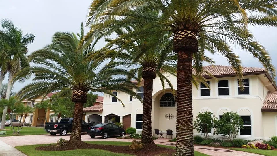 Affordable landscape installation experts serving Loxahatchee, FL - Robert's Tree Works
