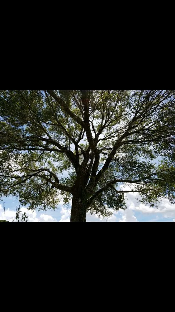 Trusted landscaping services with custom design across Loxahatchee, FL - Robert's Tree Works