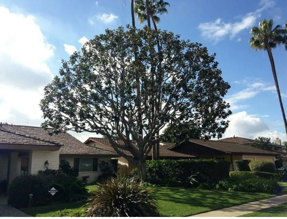 Expert yard maintenance for beautiful yards in Loxahatchee, FL by Robert's Tree Works