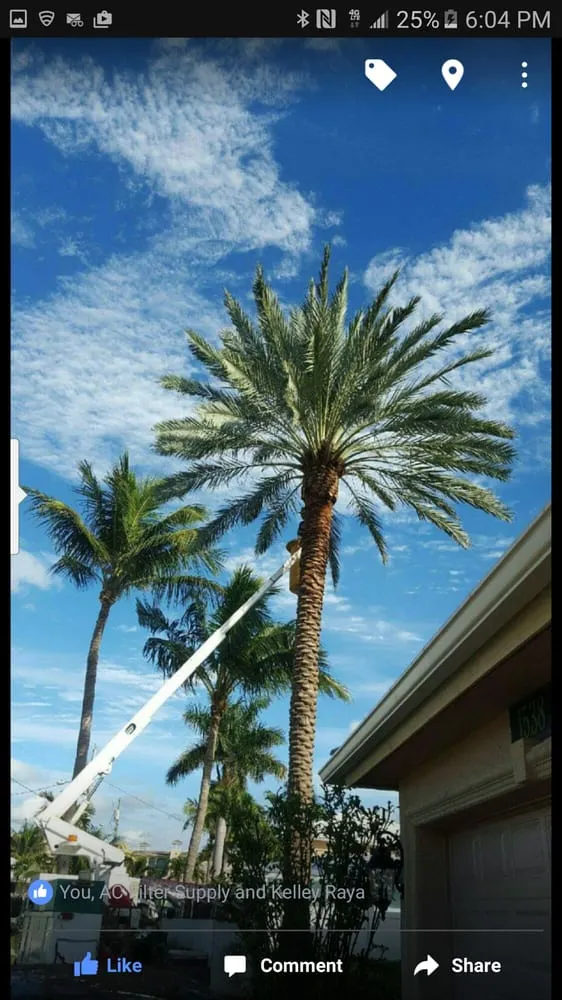 Custom yard maintenance experts serving Loxahatchee, FL - Robert's Tree Works