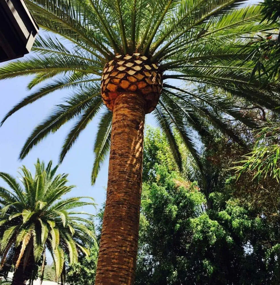 Local yard maintenance in Loxahatchee, FL - Robert's Tree Works