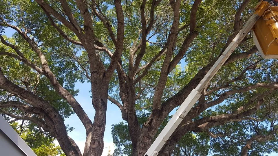 Reliable lawn care service with custom design in Loxahatchee, FL by Robert's Tree Works