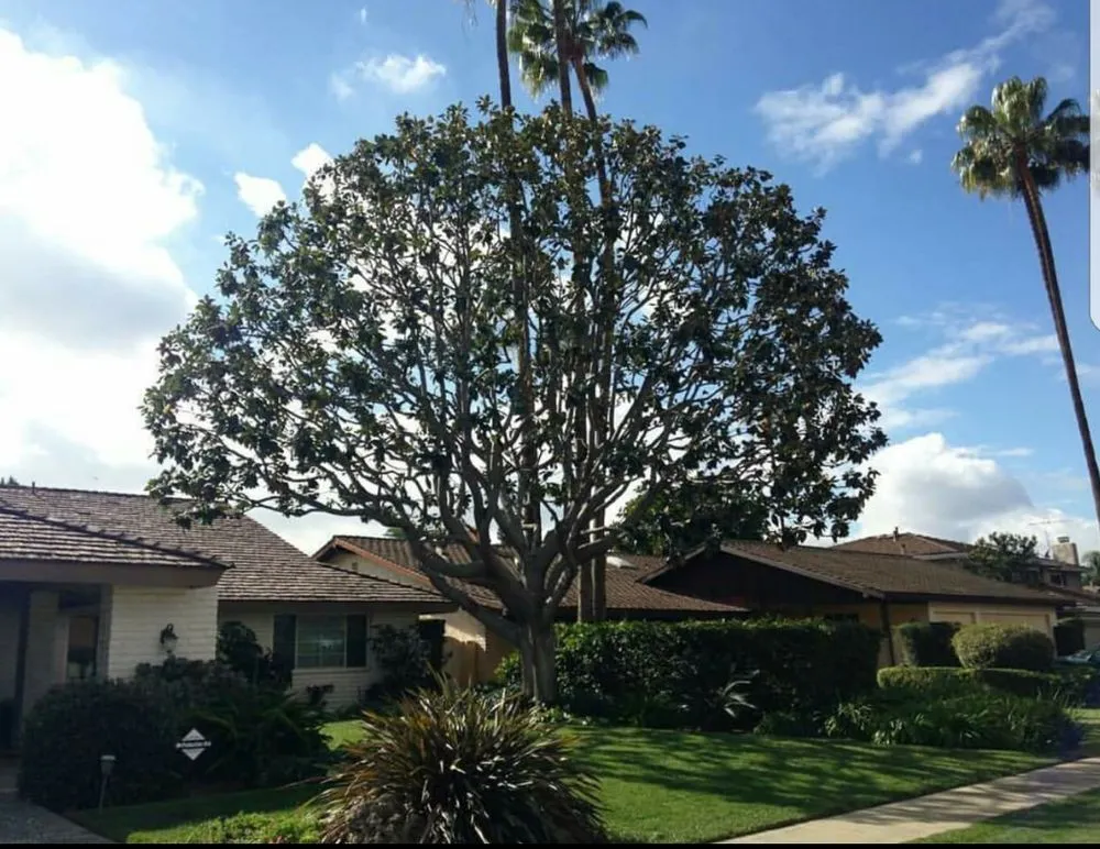 Expert lawn care service in Loxahatchee, FL - Robert's Tree Works