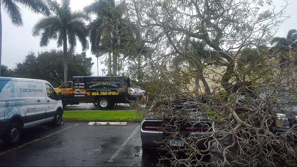 Top-rated yard maintenance in Loxahatchee, FL - Robert's Tree Works