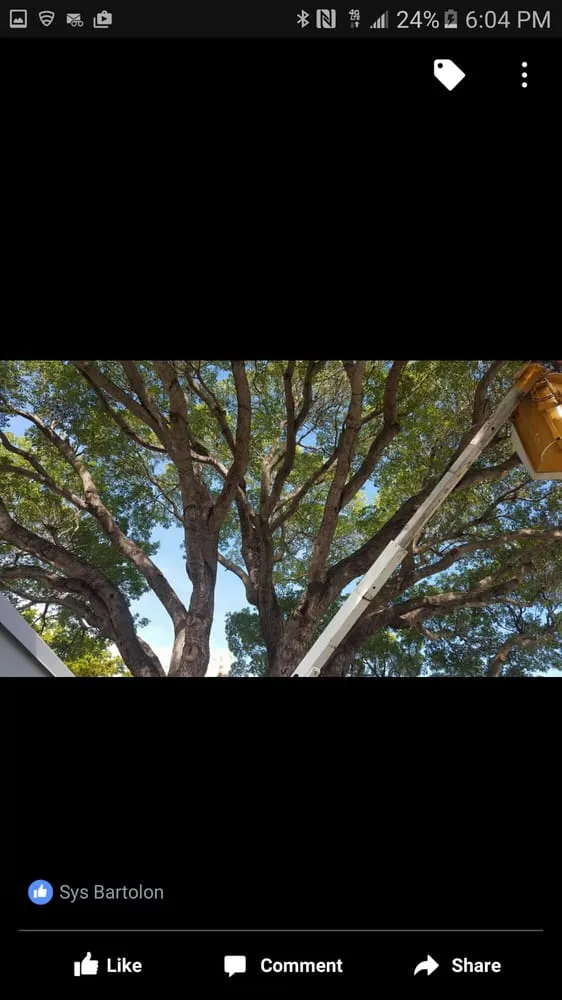 Local landscaping services experts serving Loxahatchee, FL - Robert's Tree Works