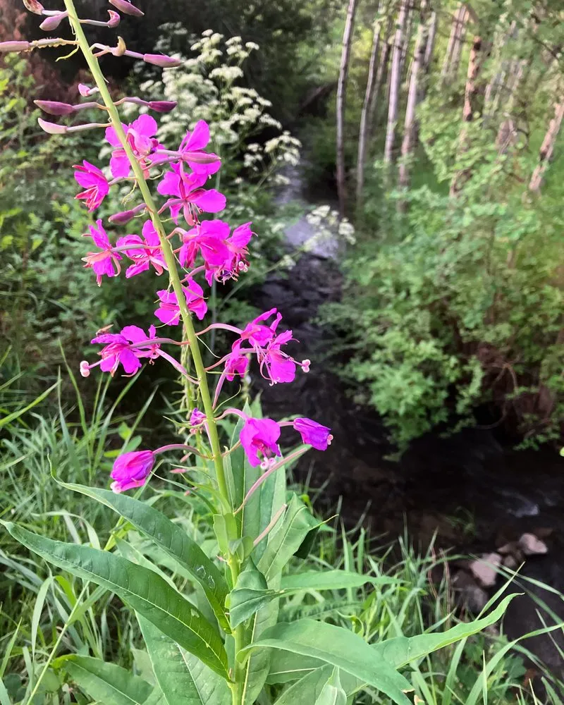 Affordable lawn care service in Luling, TX by Robertson Farms