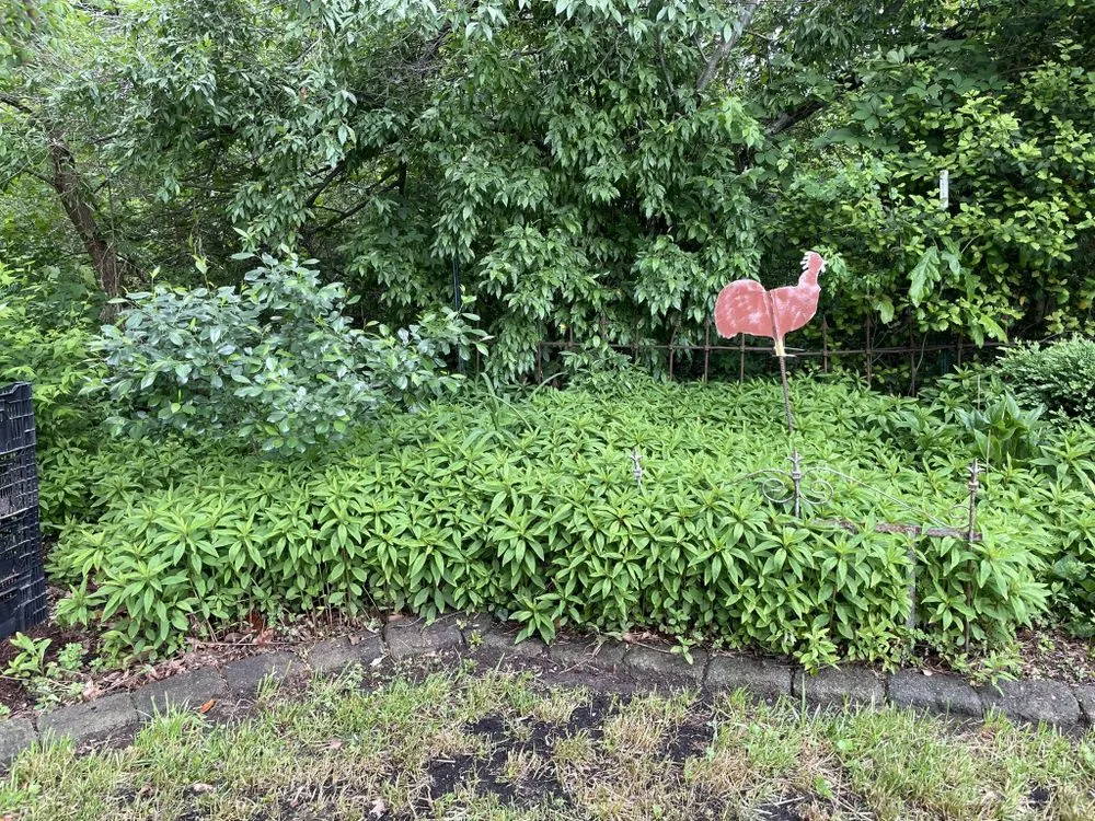 Professional residential landscaping for homes across King George, VA - Robey’s landscaping and pressure washing