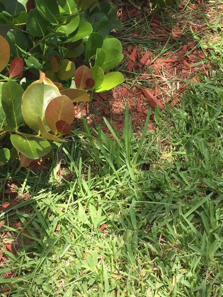 Top-rated lawn care service in Boca Raton, FL by Robin Lawn Care