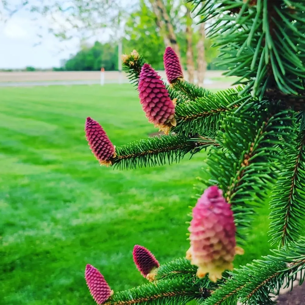 Professional landscape design in Tipp City, OH - Robinhood Outdoor Services