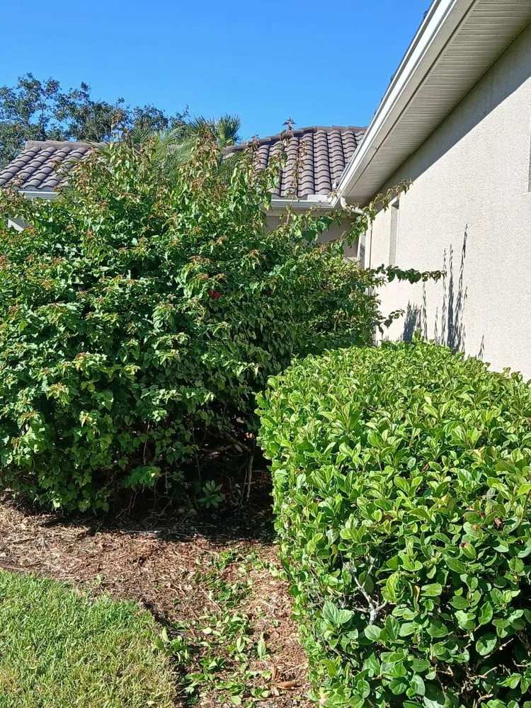 Affordable lawn care service in North Port, FL - Robins Landscape Services