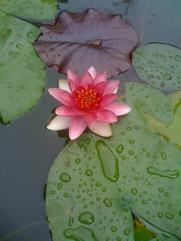 Affordable landscape design experts serving Hollis Center, ME - Robin's Nest