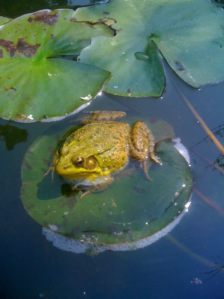 Local landscape installation in Hollis Center, ME by Robin's Nest