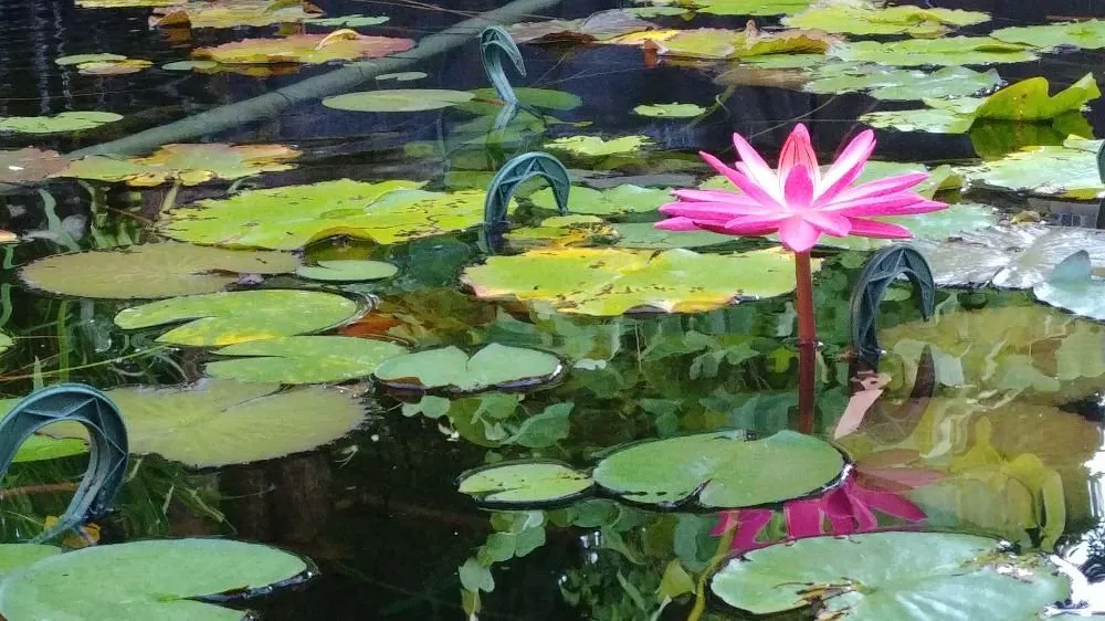 Professional landscape installation experts serving Hollis Center, ME - Robin's Nest