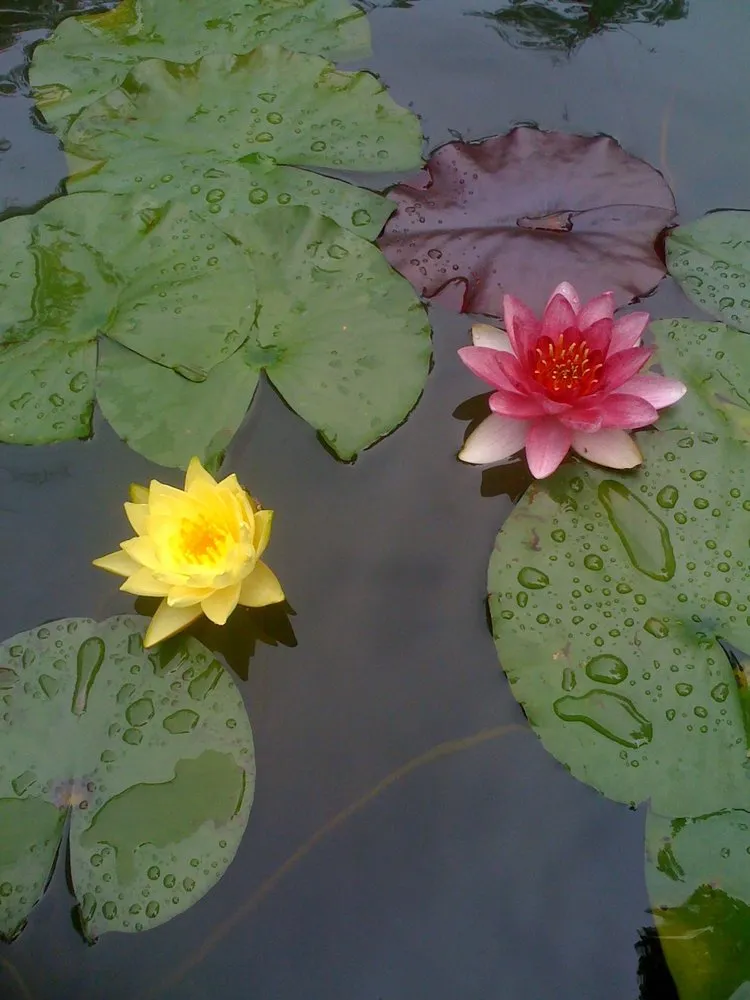 Top-rated landscape installation experts serving Hollis Center, ME - Robin's Nest