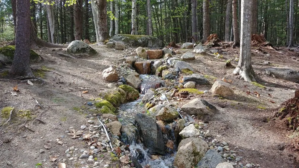 Custom yard cleanup service in Hollis Center, ME by Robin's Nest