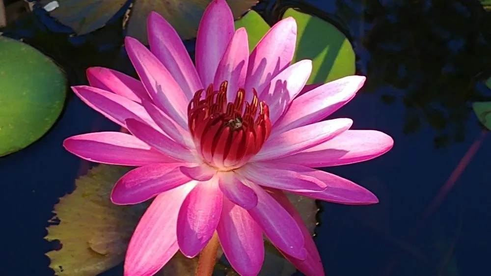 Expert residential landscaping in Hollis Center, ME - Robin's Nest