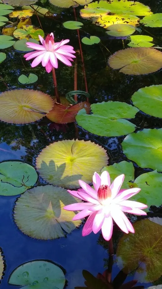 Expert yard cleanup service in Hollis Center, ME - Robin's Nest