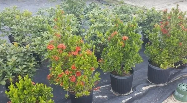 Affordable landscape design in Davenport, FL - Robinson & Robinson Lawn Care