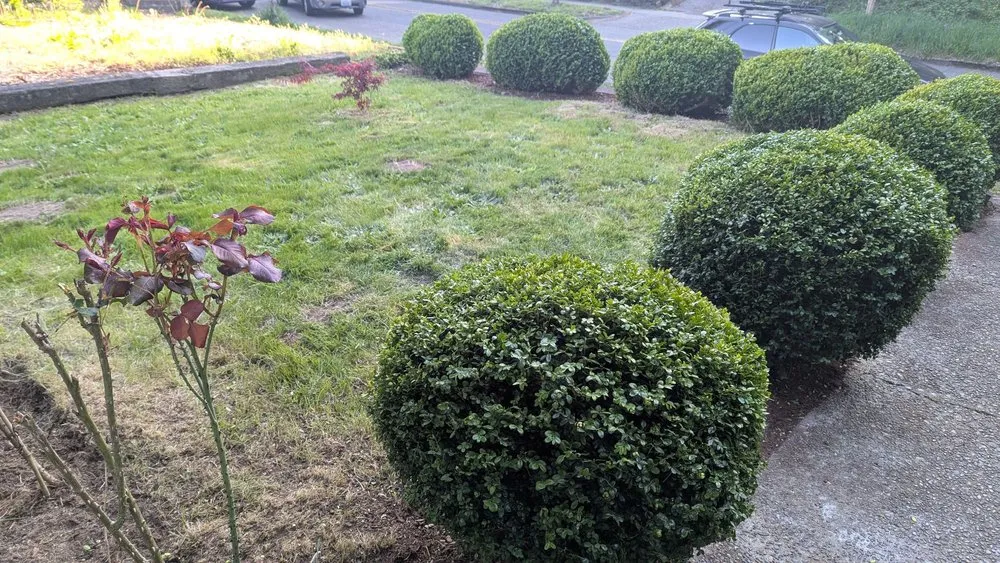 Reliable landscaping services in Olympia, WA by Robinson and Son