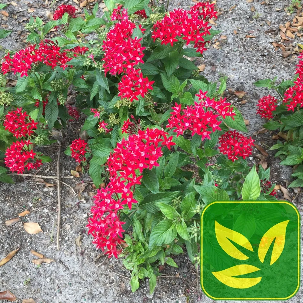 Local landscaping services in Macclenny, FL by Robinson Lawn & Landscape Company