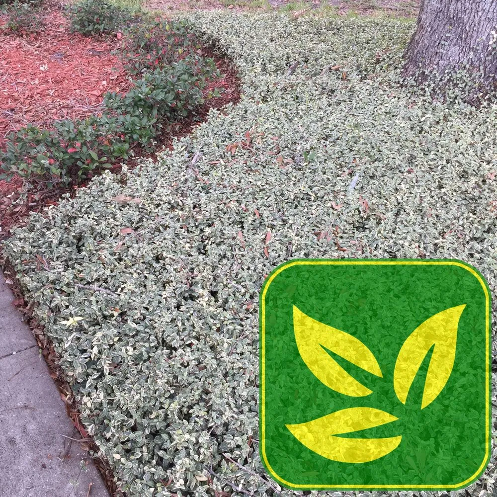 Local yard maintenance experts serving Macclenny, FL - Robinson Lawn & Landscape Company