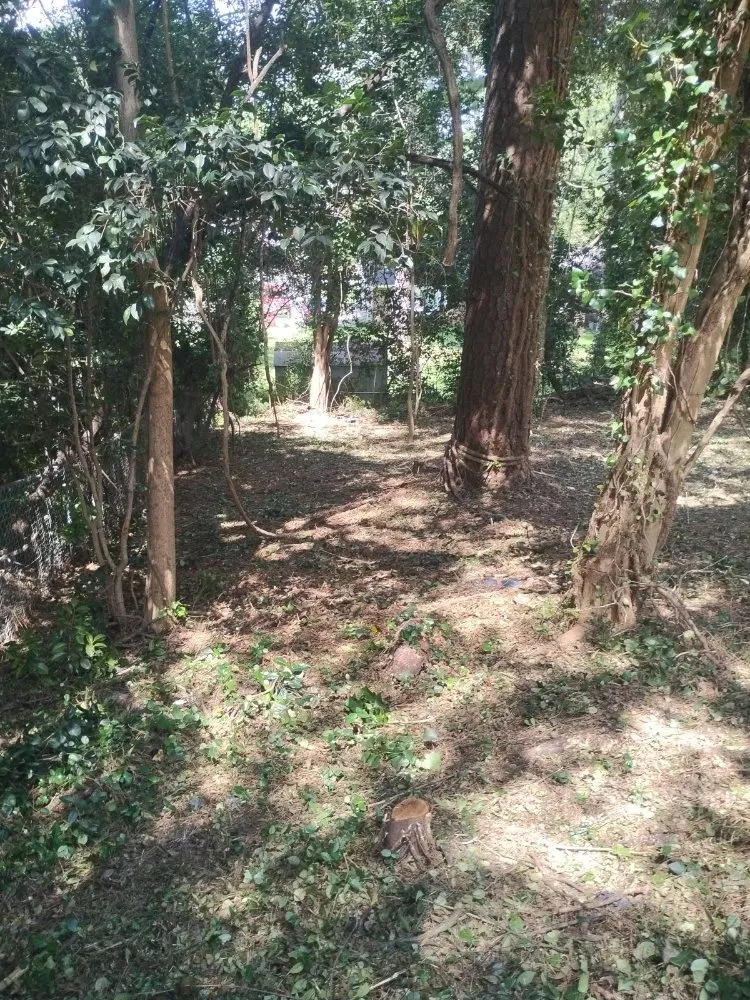 Expert yard cleanup service in Macon, GA by Robinson Lawn Services