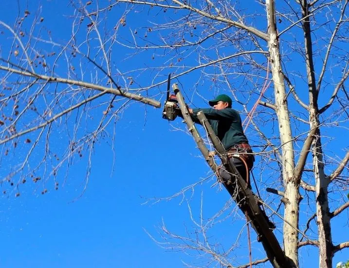 Top-rated yard maintenance for homes across Palmetto, FL - Robinson Lawncare & Landscaping