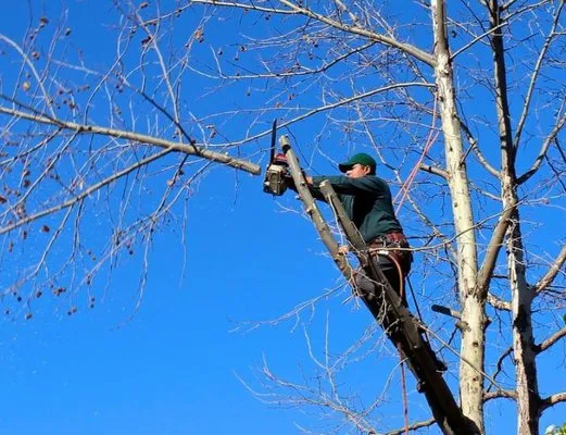 Robinson Lawncare & Landscaping Logo