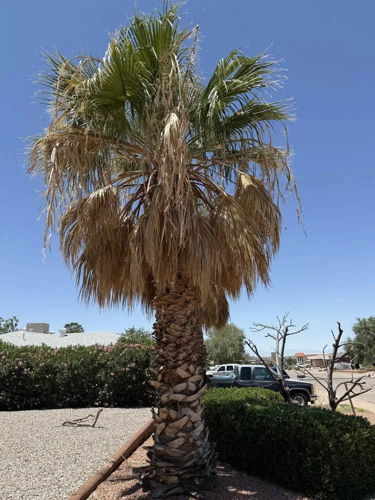 Professional yard maintenance for homes in Alamogordo, NM by Robinson Services