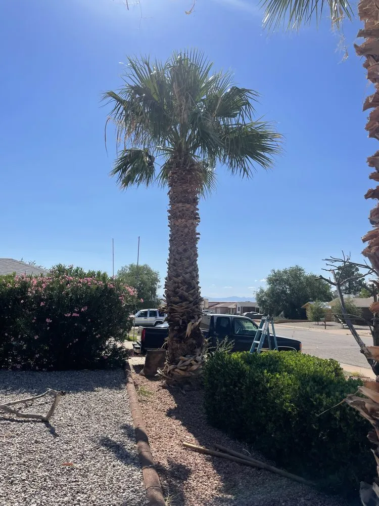 Local yard maintenance for residential properties in Alamogordo, NM by Robinson Services