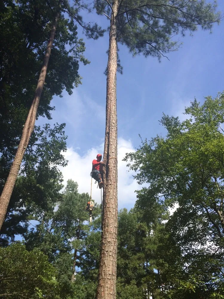 Reliable landscape design in Senoia, GA by Roble Tree Care