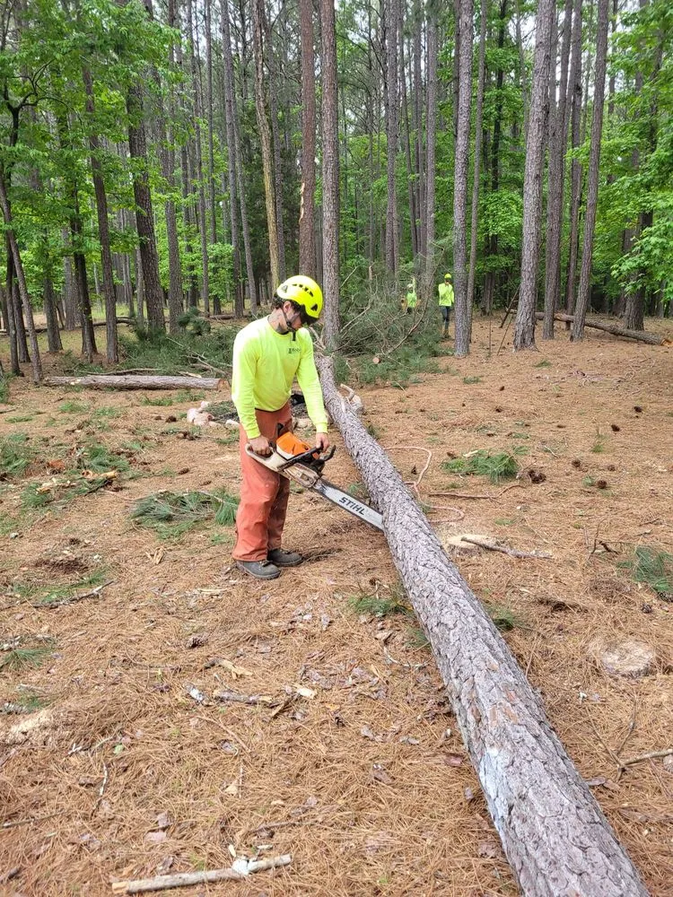 Expert landscape installation in Senoia, GA - Roble Tree Care