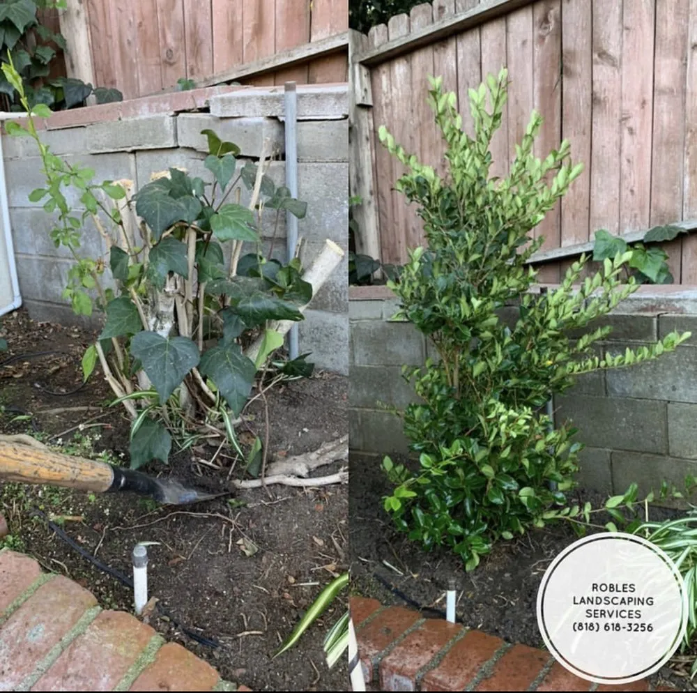Trusted residential landscaping in San Fernando Valley, CA - Robles Landscaping Services