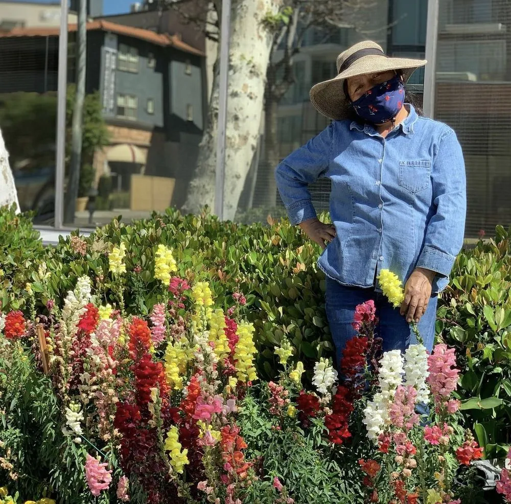 Affordable lawn care service for year-round maintenance in San Fernando Valley, CA by Robles Landscaping Services