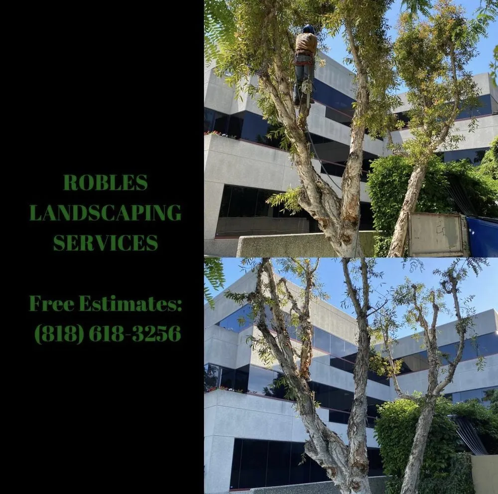 Professional landscape design in San Fernando Valley, CA - Robles Landscaping Services