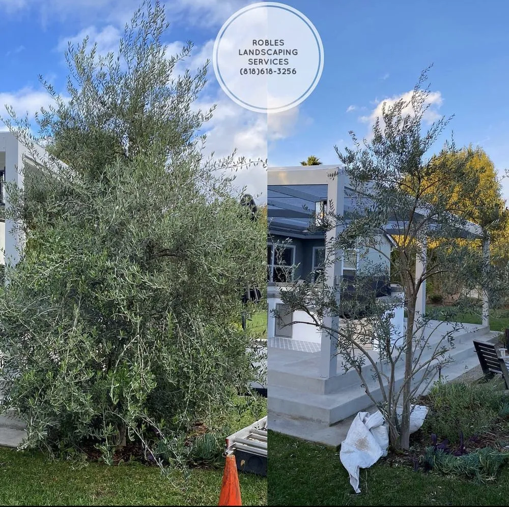 Expert landscape design for year-round maintenance in San Fernando Valley, CA by Robles Landscaping Services