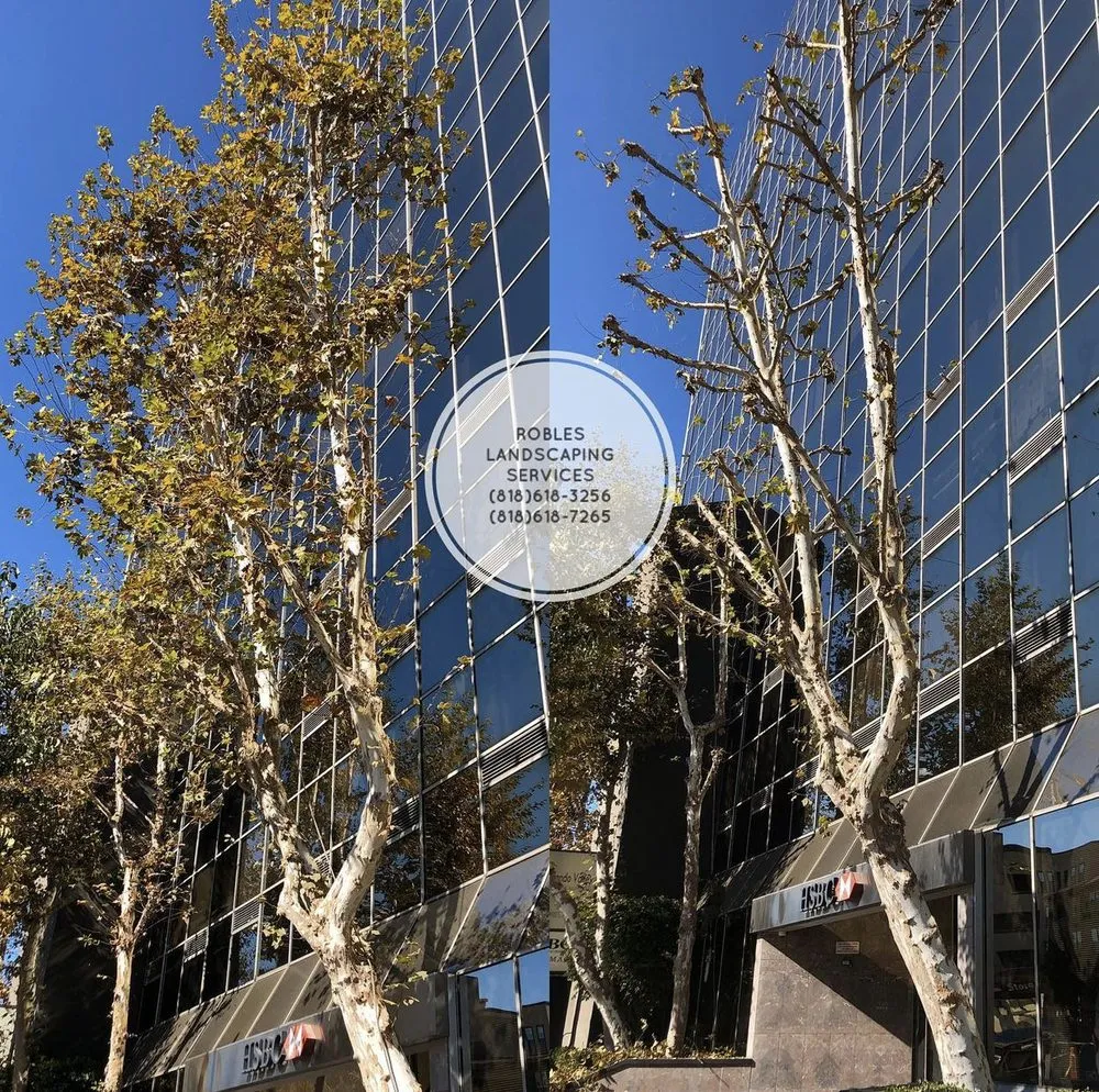 Local yard cleanup service for homes across San Fernando Valley, CA - Robles Landscaping Services