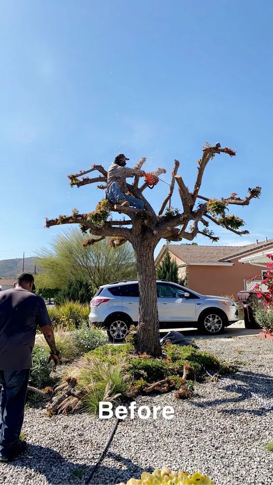 Professional landscape installation for year-round maintenance in Temecula, CA by Robles Tree Service & Landscaping