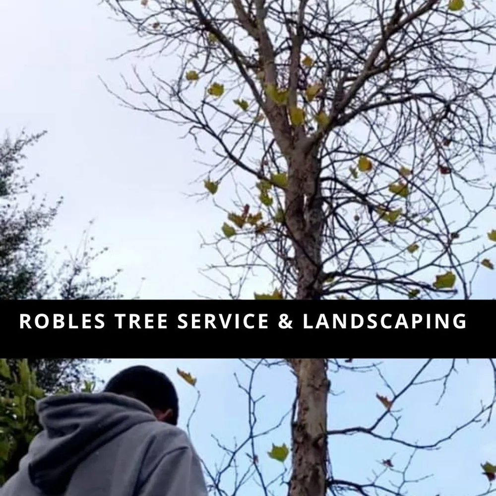 Trusted garden landscaping in Temecula, CA - Robles Tree Service & Landscaping