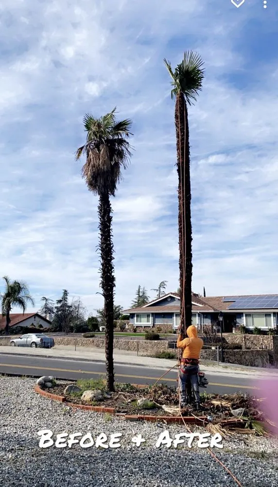 Professional landscape installation with custom design across Temecula, CA - Robles Tree Service & Landscaping