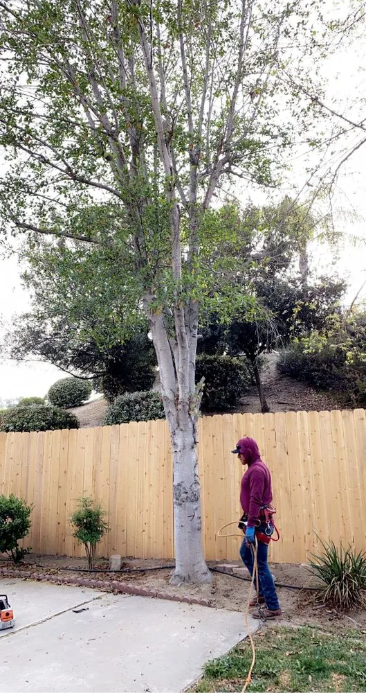 Top-rated yard maintenance for beautiful yards across Temecula, CA - Robles Tree Service & Landscaping