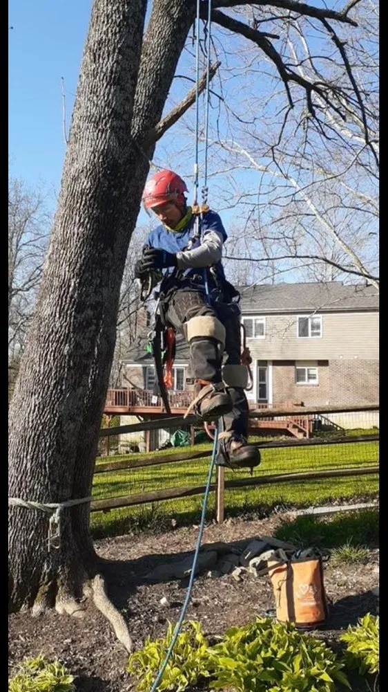 Affordable landscape installation experts serving Cincinnati, OH - Robles Tree Service